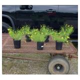 6 Perennial Yellow Coreopsis Plants