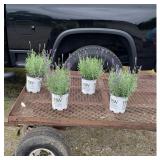 4 Perennial Fragrant Blue Lavender
