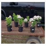 6 Perennial Pink Red Dot Garden Phlox Plants