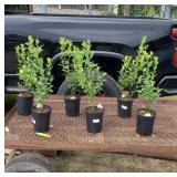 6 Re-Pick Sweetheart Blueberry Plants