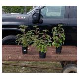 3 Perennial Hardy Red Raspberry Hibuscus Plants