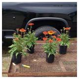4 Perennial Dwarf Intense Orange Coneflowers