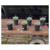 6 Perennial Purple Firewitch Dianthus Plants