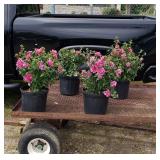 4 Double Red Rose of Sharon Plants