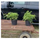 2 Blue Vine Wisteria Plants