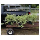 3 Variegated Red Twig Dogwood Trees