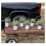 6 Perennial Fragrant Blue Lavender Plants