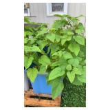 Catalpas Tree- Times 11