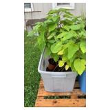 Catalpas Tree- Times 11