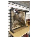 Framed Pheasant (Taxidermy)