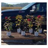 6 Hardy Red Cranberry Hibiscus Plants