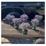 6 Hardy Blue Dragon Aster Plants