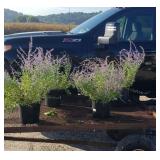 4 Fragrant Perovskia Russian Blue Sage Plants
