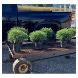 6 Dwarf Globe Arborvitae Plants