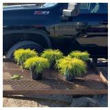 5 Gold Mop Cypress Plants