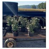 5 Fall Red Burning Bush Plants