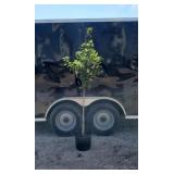 Fall Red Ocotober Glory Maple Tree