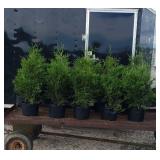 10 Green Giant Arborvitae Plants