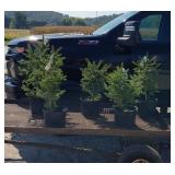 5 Norway Spruce Plants