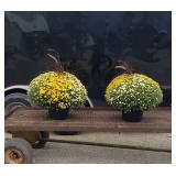 2 Large Planters Mums, Yellow and White