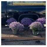 5 Hardy Purple Believer Aster Plants