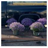 5 Hardy Purple Believer Aster Plants