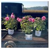 3 Hardy Candy Crush Hot Pink Hibiscus Plants