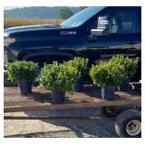 5 Hardy Evergreen Red Azalea Plants