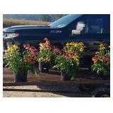 5 Mixed Colors Chyenne Coneflower Plants
