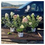 3 Firelight Red Sun Hydrangea Plants