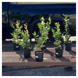 6 Polaris Blueberry Plants