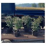 4 Fall Red Burning Bush Plants