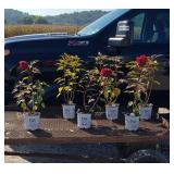 6 Hardy Red Cranberry Hibiscus Plants