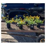 6 Dwarf Gold Rush Black-Eye Susans Plants