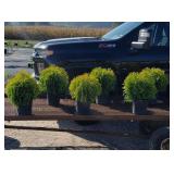 6 Gold Globe Arborvite Plants