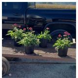 4 Wildberry Purple Coneflower Plants