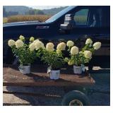 3 Dwarf White Little Lime Sun Hydrangea Plants
