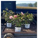 3 Hardy Pink Spinderella Hibiscus Plants