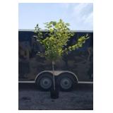 Fall Red Sun Valley Maple Tree