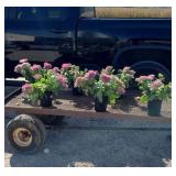 6 Neon Purple Stonecrop Sedum Plants