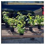 6 Caroline Red Raspberry Plants