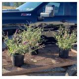 3 Fragrant Purple Butterfly Bush Plants