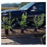 6 Big Bonus Blueberry Plants