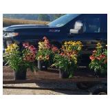 5 Mixed Colors Chyenne Coneflower Plants
