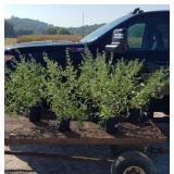 6 Blue Mist Spiera Plants