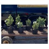 7 Colorado Blue Spruce Plants