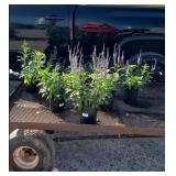 6 Blue Lightsaber Veronica Speedwell Plants