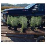 5 Fragrent Phenomenal Blue Lavender Plants