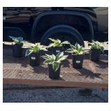 6 Dwarf White and Green Patriot Hosta Plants