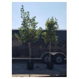 2 Fall Red Red Pointe Maple Trees